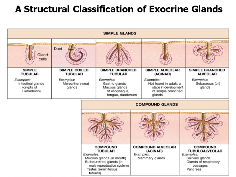 A Structural Classification of Exocrine Glands